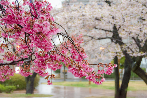atami-cherry-blossoms-1